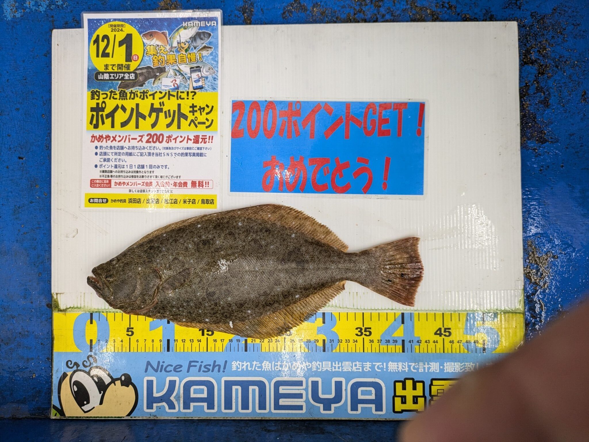 2024.11.09 差海サーフ ヒラメ | かめや釣具