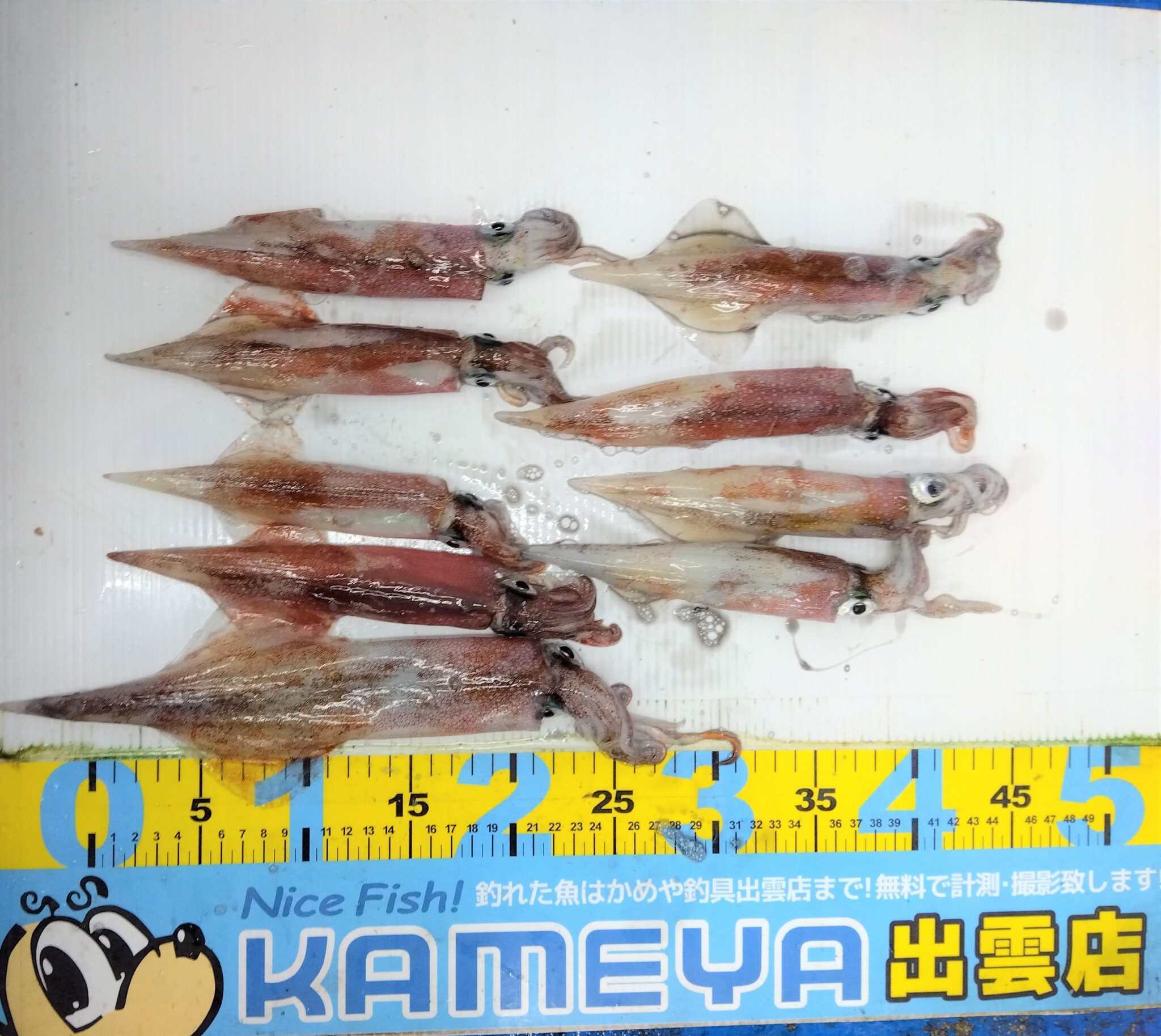 2024.1.19 ヤリイカ 大社方面地磯 | かめや釣具