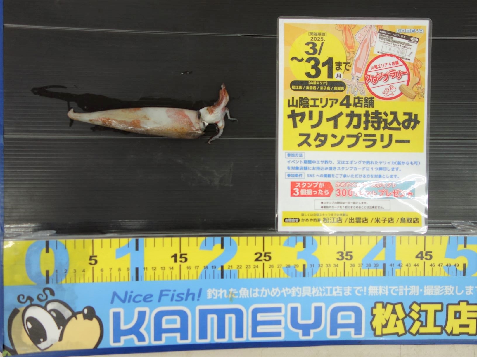 2025.2.16 島根半島 ヤリイカ | かめや釣具