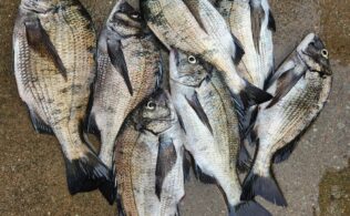 沖磯フカセ　チヌ