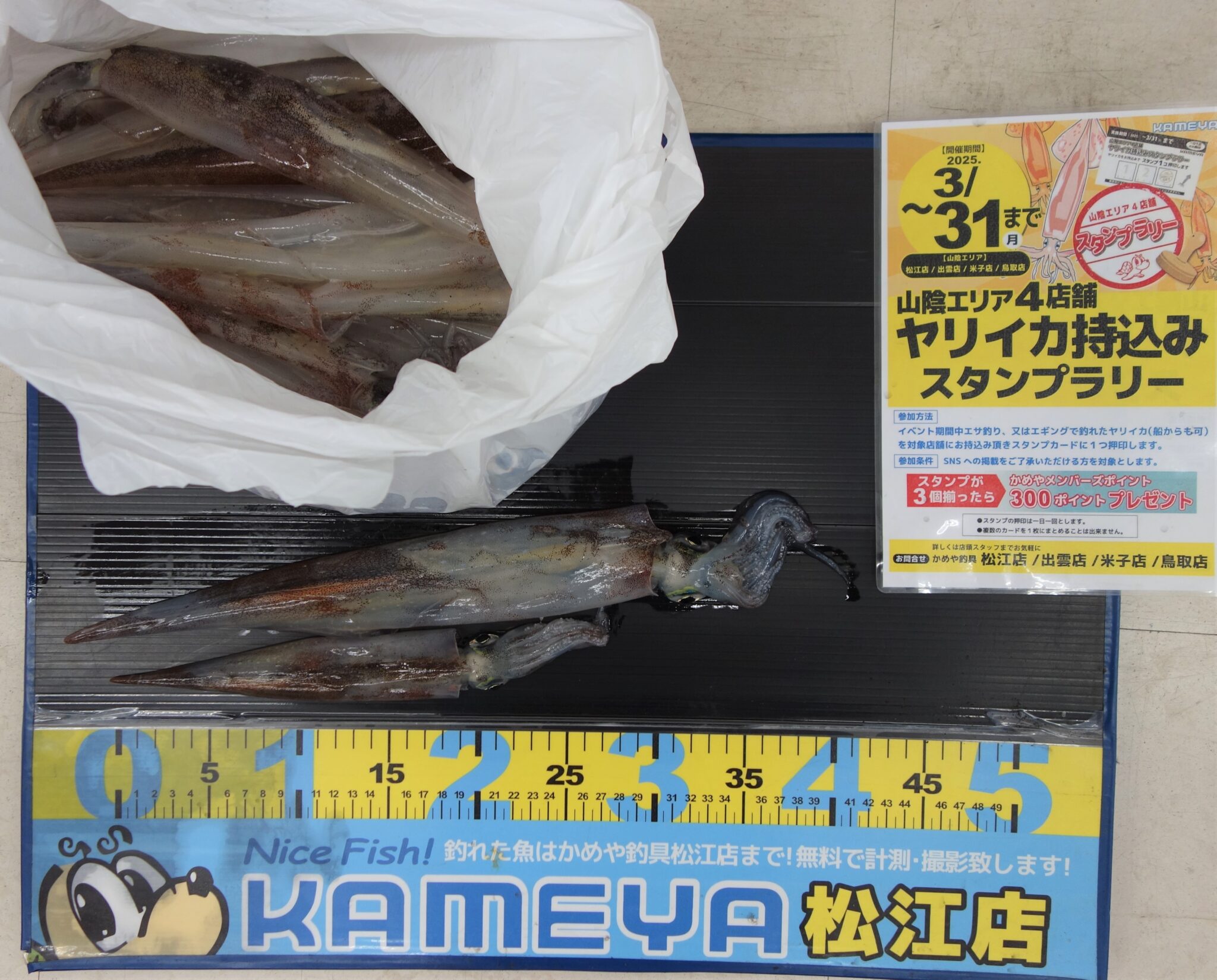 2025.3.30 島根半島 ヤリイカ | かめや釣具