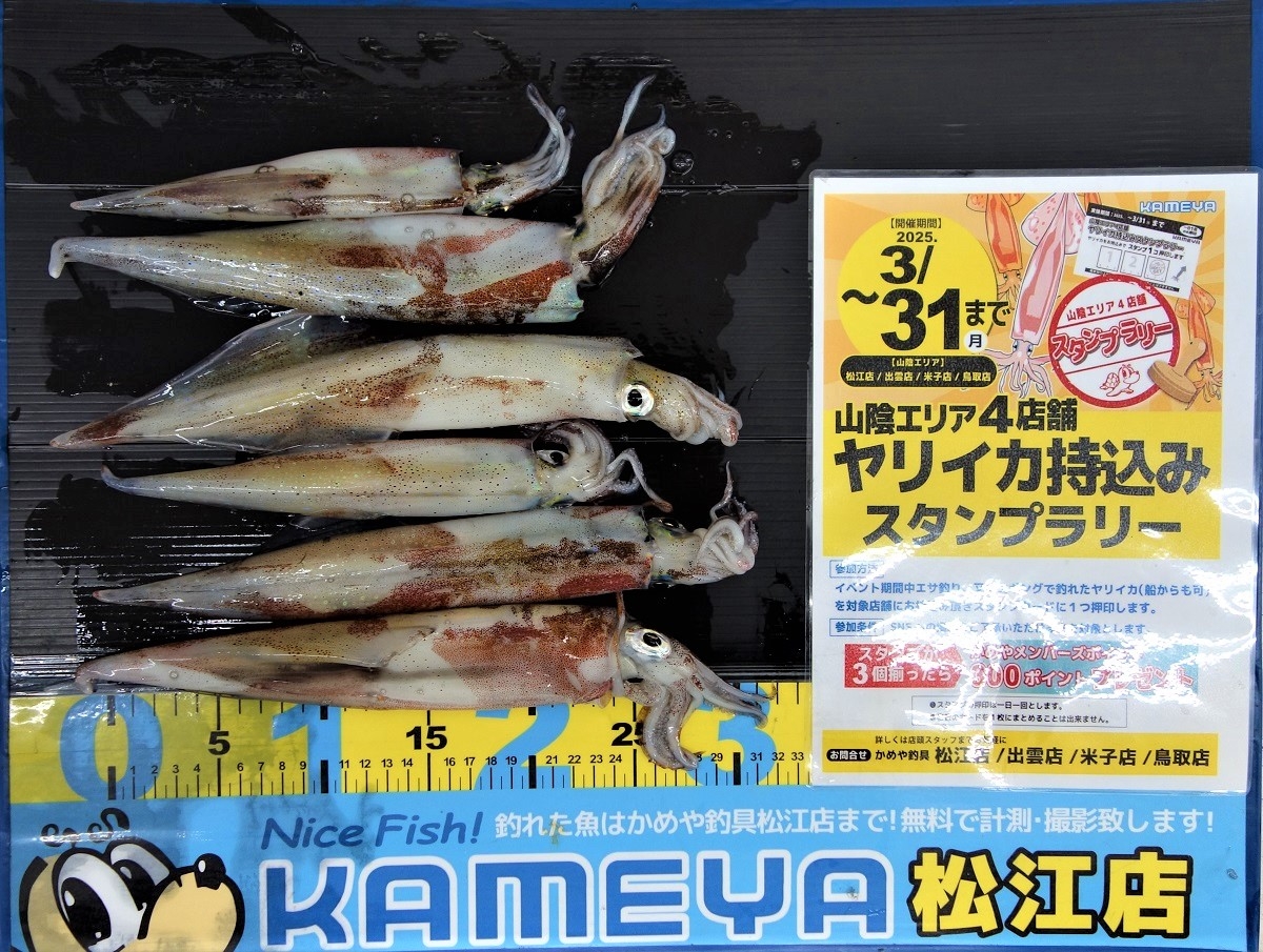 2025.3.13 ヤリイカ 島根半島（惣津） | かめや釣具