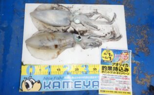 2025/04/22 十六島　アオリイカ