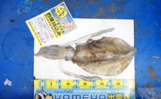 かめや釣具 | かめや釣具山陰エリア釣果情報