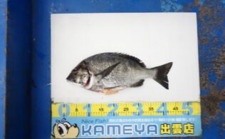 2025/04/20 小伊津地磯　チヌ