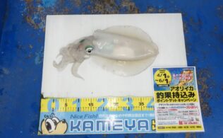 2025/04/22 大社　アオリイカ