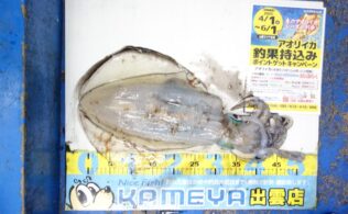 かめや釣具 | かめや釣具山陰エリア釣果情報