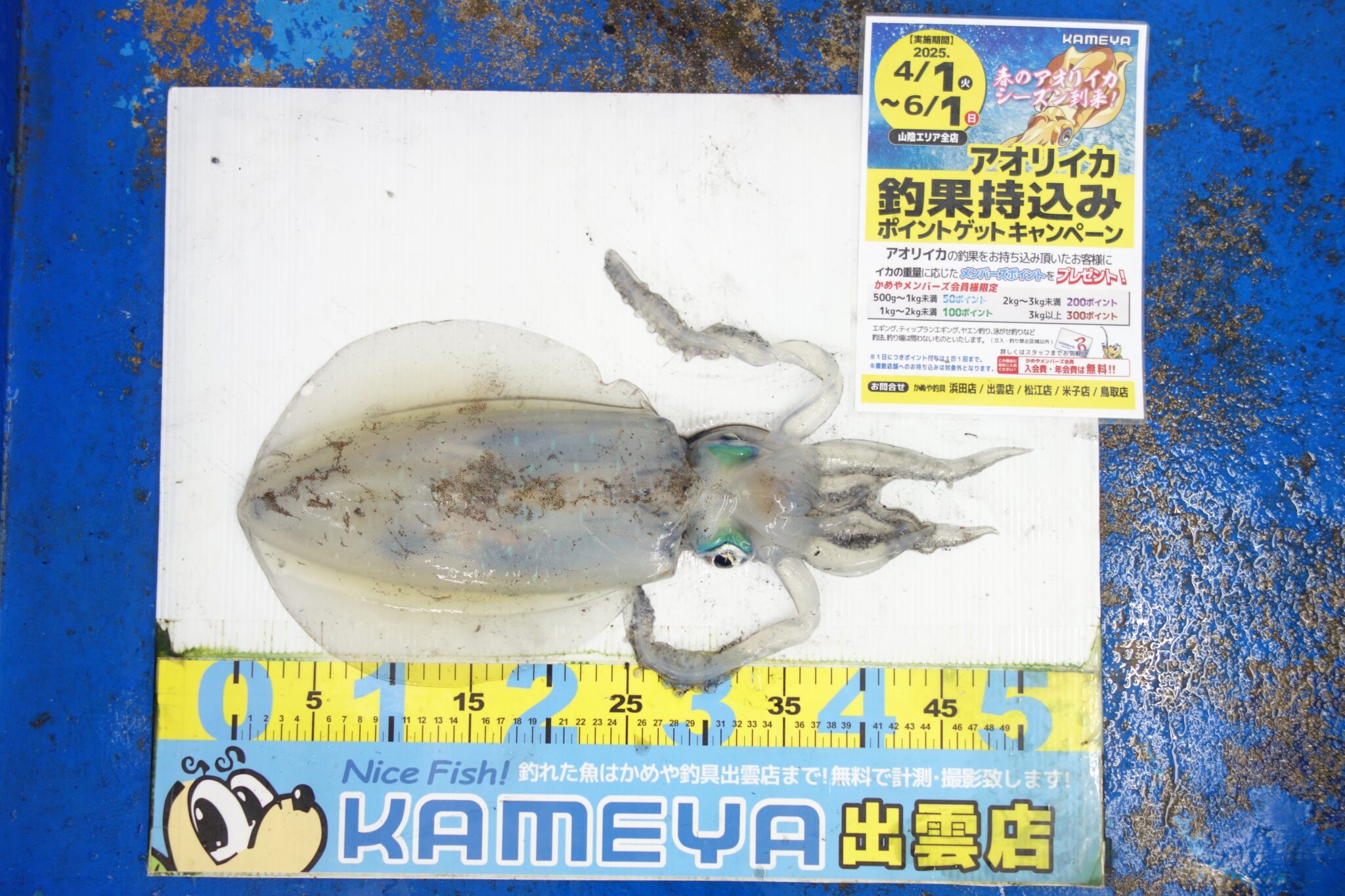 2025.4.25 十六島 アオリイカ | かめや釣具
