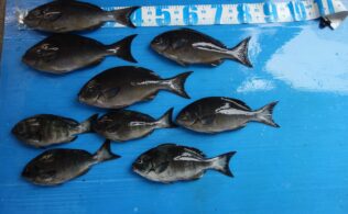 引き続きの鹿島グレ釣り　