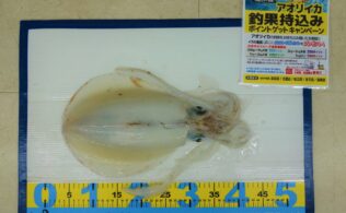 2025.4.21　島根半島　アオリイカ