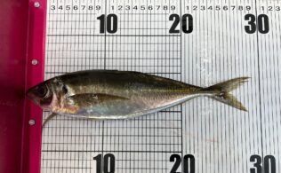 兵庫県　波止アジング
