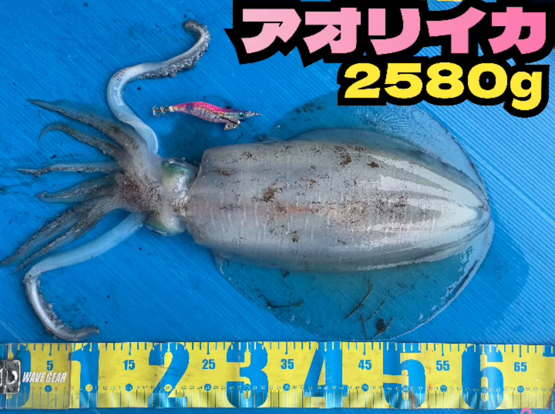 エッホエッホ。伝えなきゃ＊ | かめや釣具