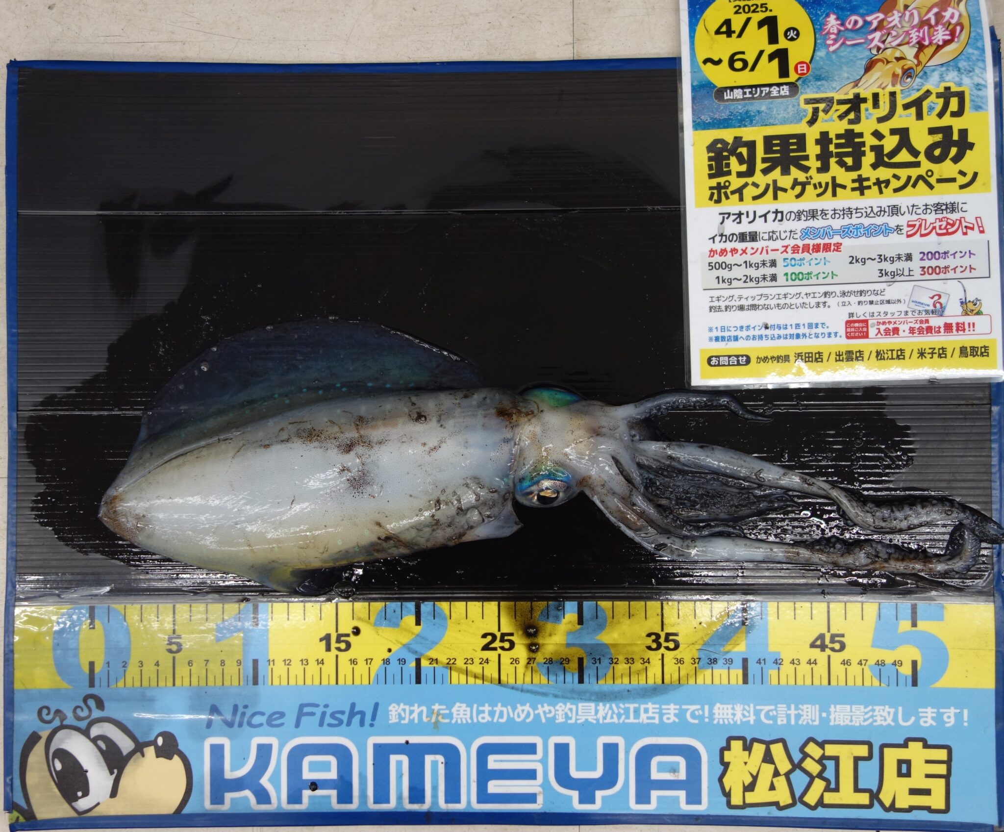 がま磯 アオリイカ 50ーMH 即決