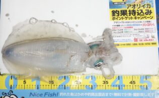 2025.4.20　大社地磯　アオリイカ　