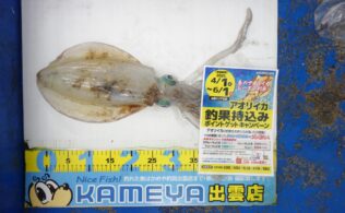 2025/04/22 大社　アオリイカ