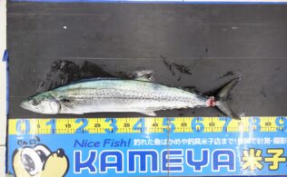 大型サゴシ回遊中です！