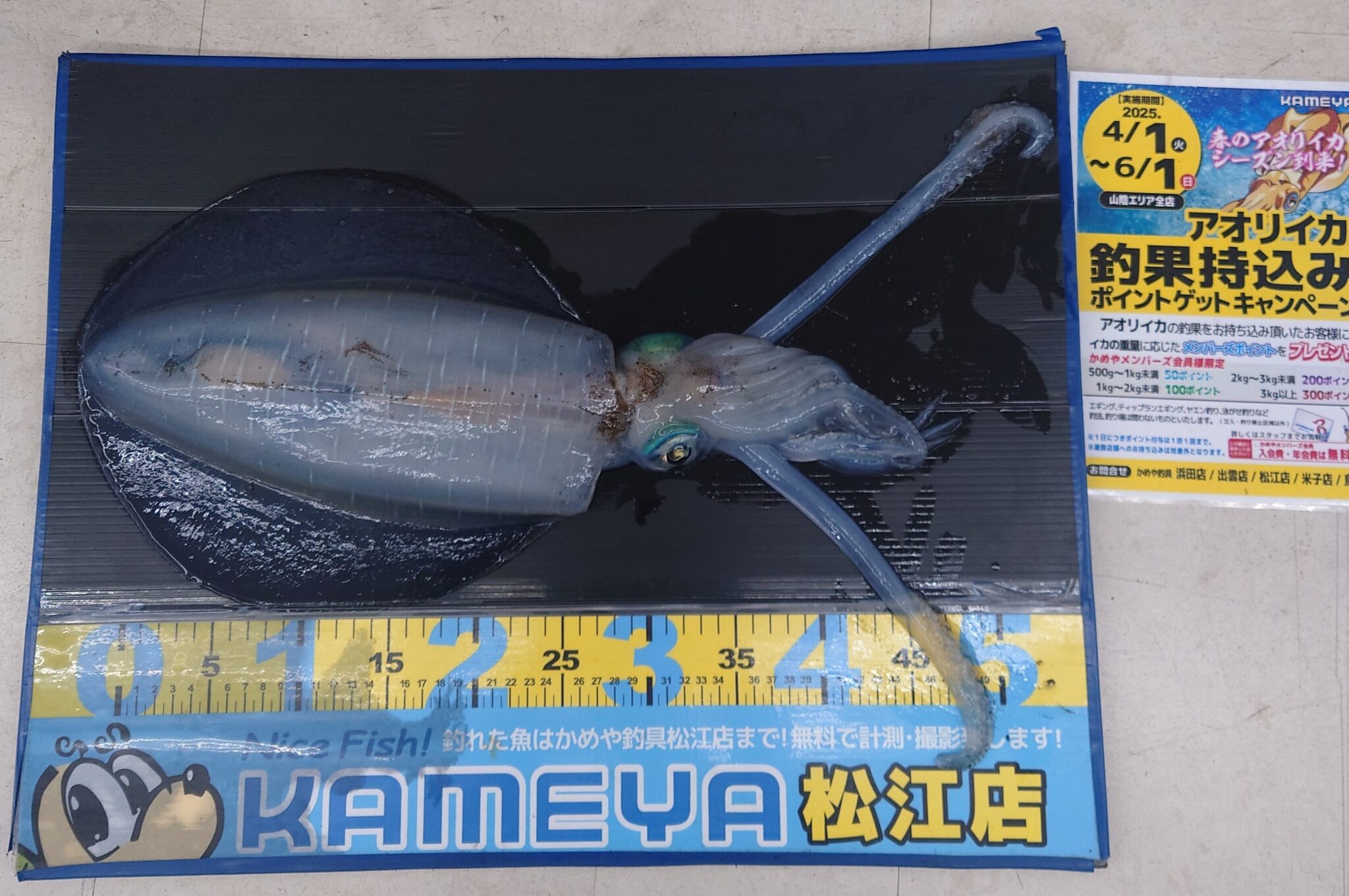 2025・5・20 アオリイカ 1330g 恵曇漁港 | かめや釣具