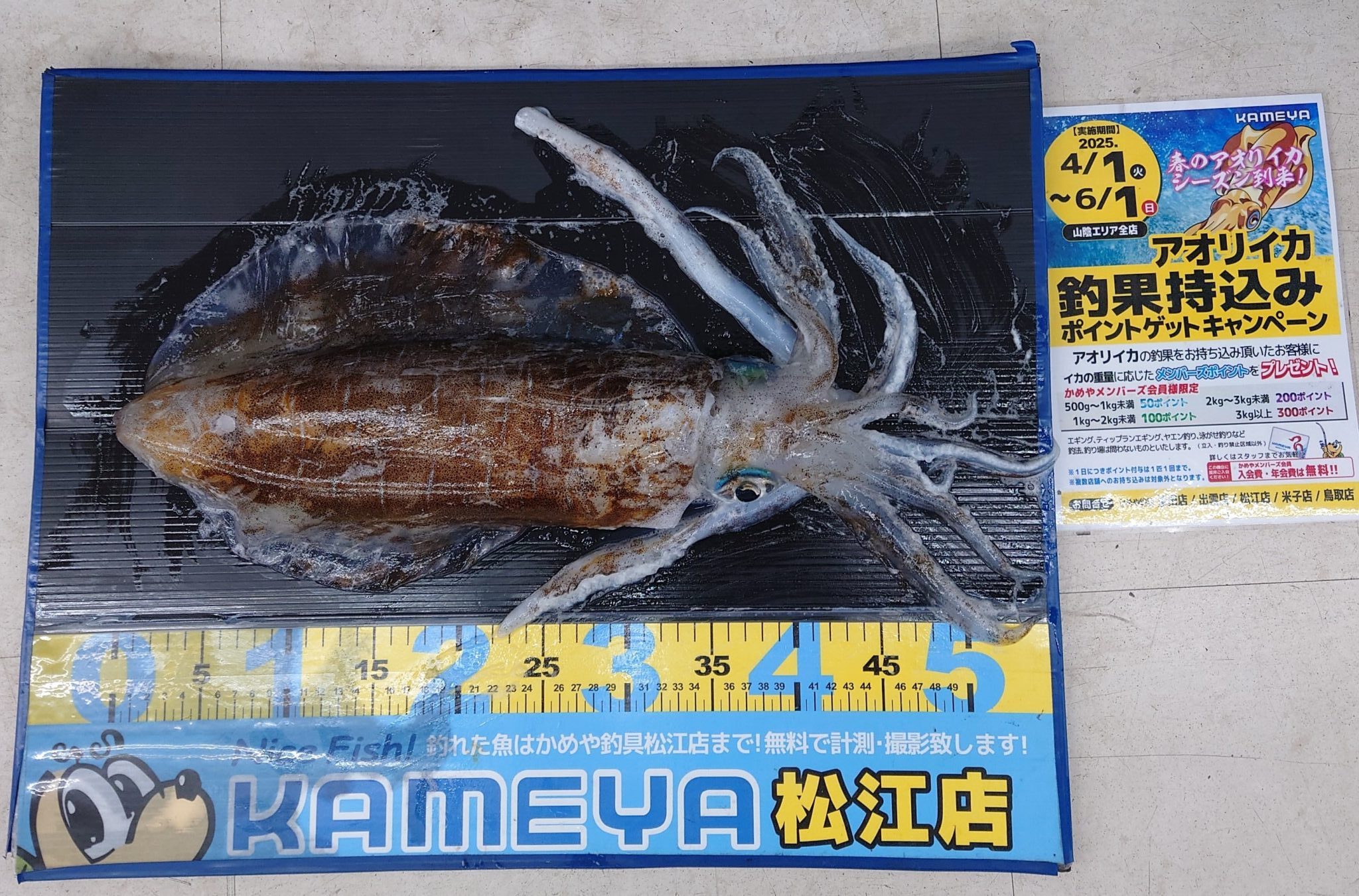 2025.05.21 アオリイカ 島根半島 | かめや釣具