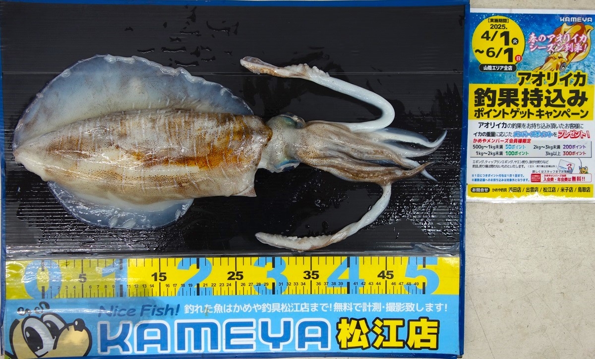 2025.5.16 アオリイカ 恵曇 | かめや釣具