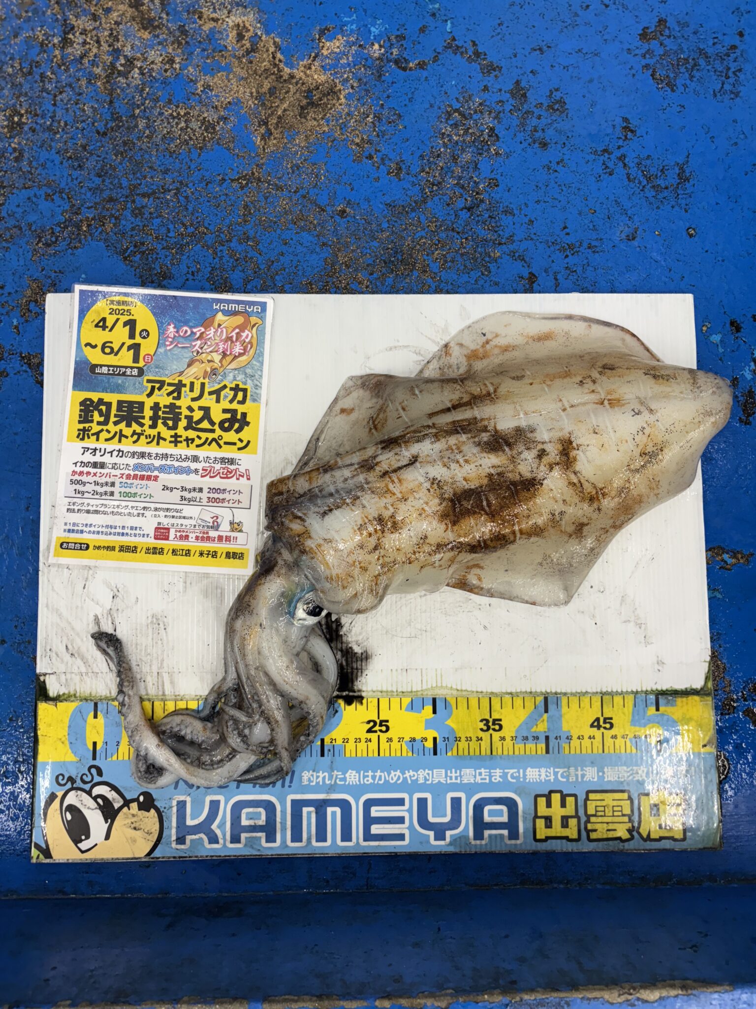 2025.5.6 大社地磯 アオリイカ | かめや釣具