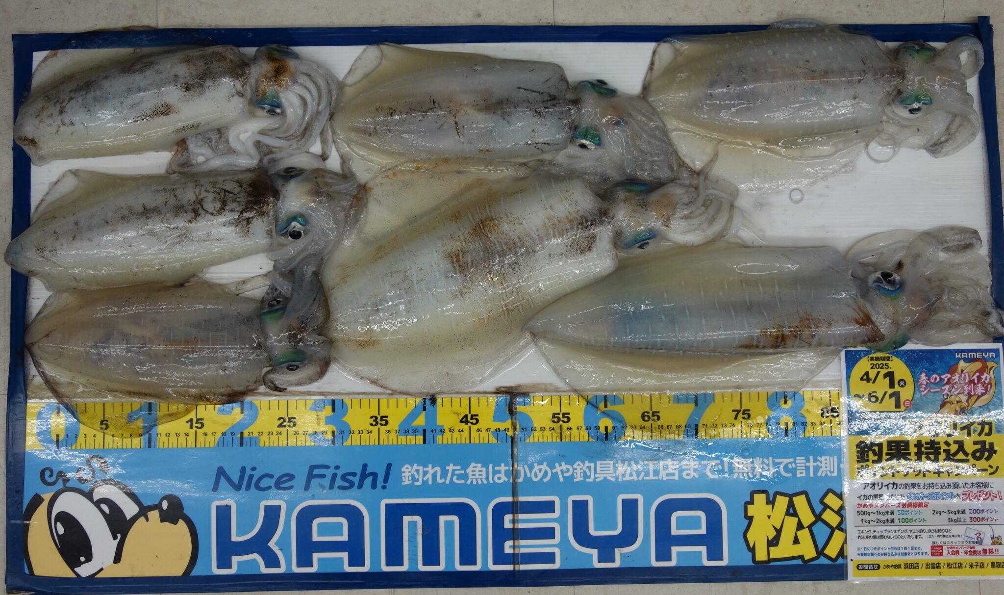 2025・5・5 アオリイカ 7ハイ!! | かめや釣具
