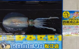 2025.5.3 アオリイカ 島根半島（加賀）