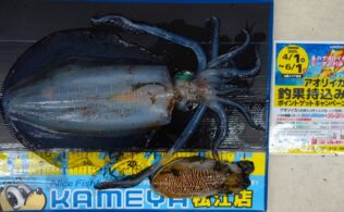 2025.5.3 アオリイカ コウイカ 島根半島