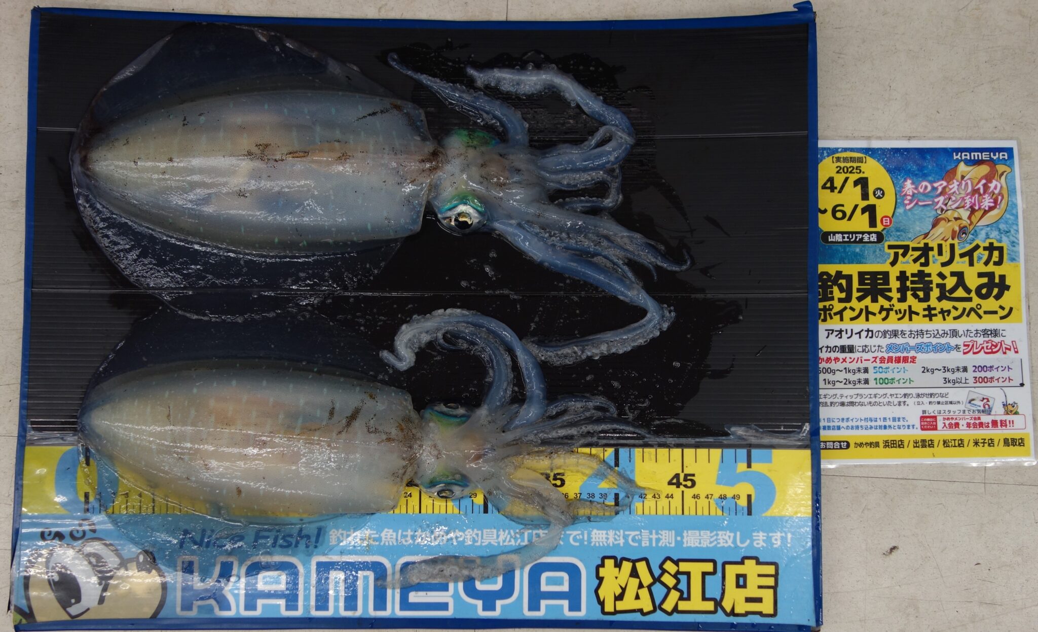 エサ専用】五島列島ガンガゼ100個【発泡スチロール】 - メルカリ