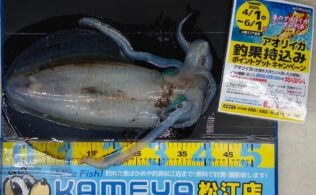 2025.5.2 アオリイカ 島根半島