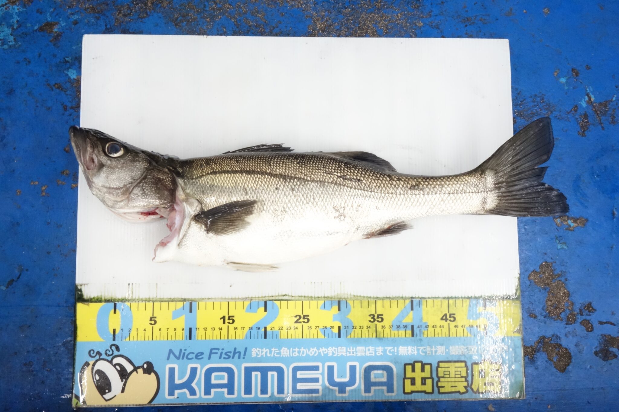 シーバス、ヒラスズキ、ヒラメ バイブレーション 24g 9cm スリム ヒラメ シーバス ヒラスズキ