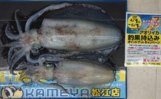 2025.4.30 島根半島　アオリイカ