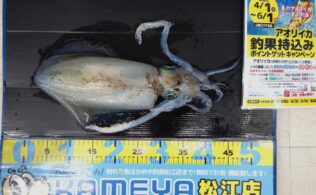 2025.5.2 島根半島 アオリイカ