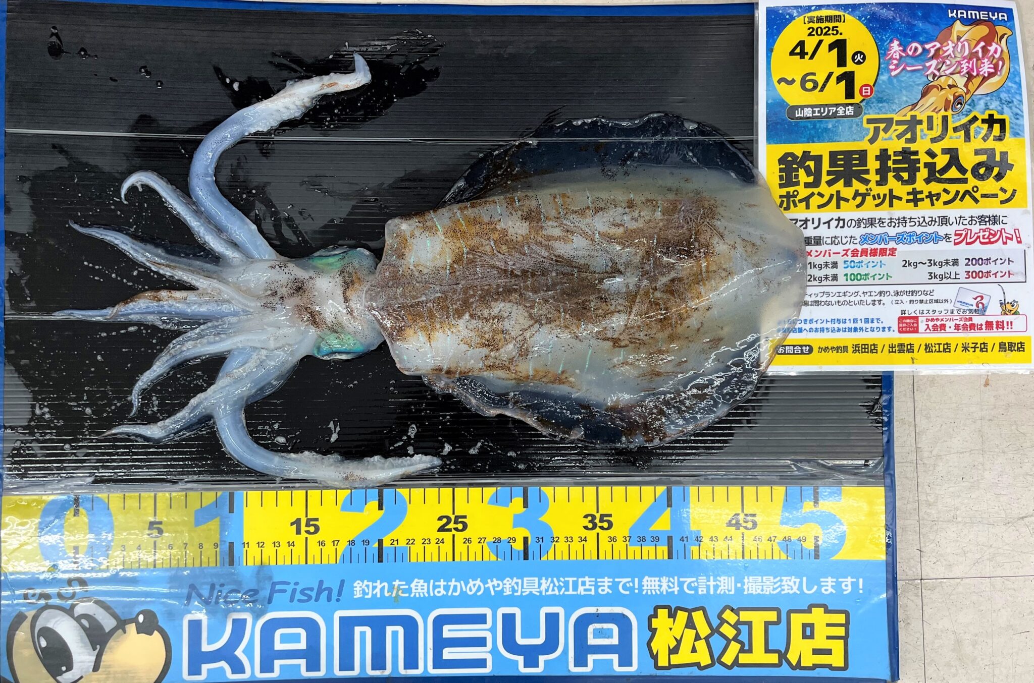 2025.5.5 恵曇漁港 アオリイカ | かめや釣具