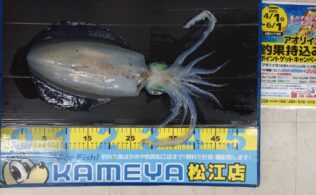 2025.5.2 　 島根半島　アオリイカ