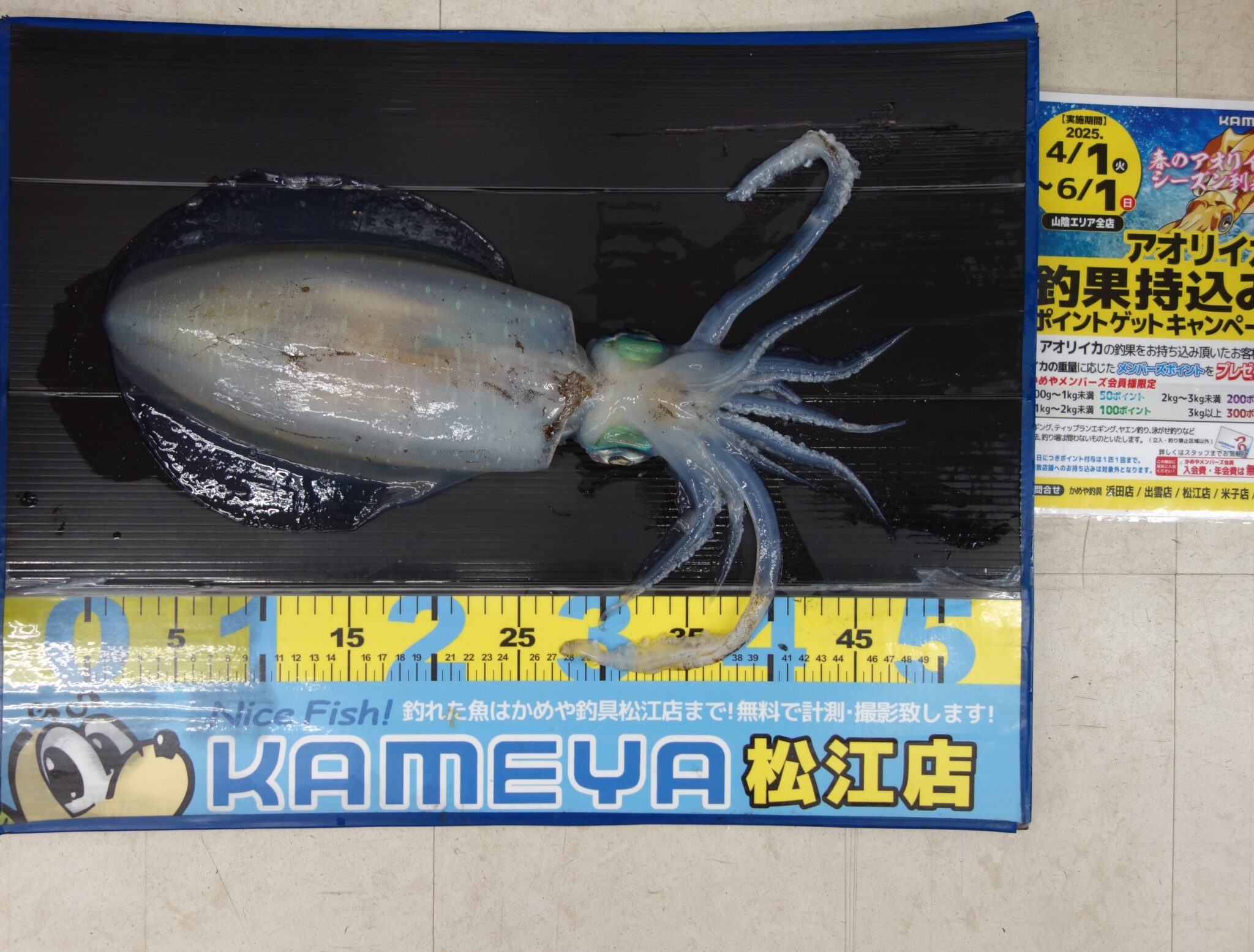 2025.5.2 島根半島 アオリイカ | かめや釣具