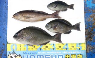 2025.5.1　小伊津　尾長グレ、イサキ