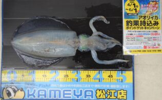 2025.5.2　島根半島　アオリイカ