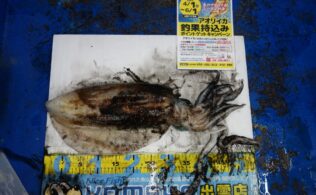 2025/05/03 十六島　アオリイカ