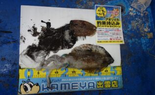 2025/05/03 十六島　アオリイカ