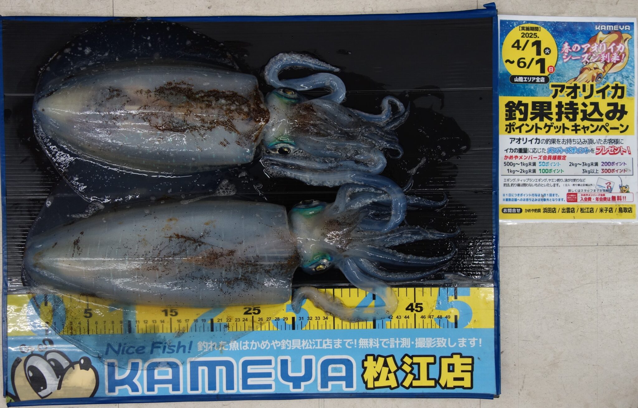 2025・5・9 アオリイカ 島根半島 1200g、1532g | かめや釣具