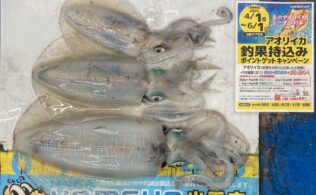 2025.5.2　大社地磯　アオリイカ