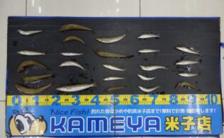 キスの釣果情報0630