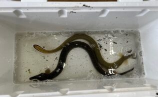 うなぎ
