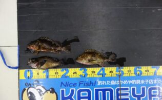 カサゴ　メバル　釣れています　淀江