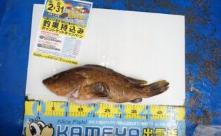 2025.6.29　十六島　アカミズ