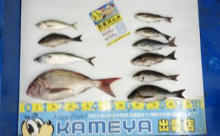 2025.6.29　鷺浦　真鯛・イサキ
