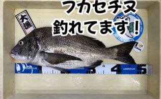 波止　フカセチヌ