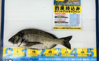 2025.7.4　中海　チヌ　