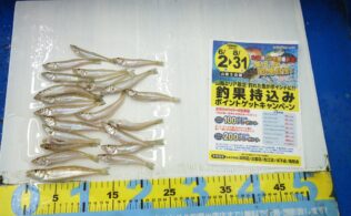 2025.7.25　長浜海岸　キス