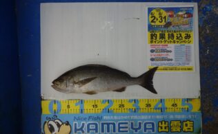 2025.7.19　平田方面　イサキ